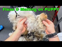 5 Month Old Puppy Covered in Matting & Fleas FREE GROOM