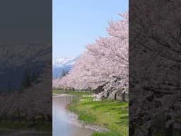 桜名所 高田城址公園 Japan Cherry Blossoms Festival - Takada Castle Park 日本三大夜桜の風景