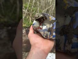 Saving a Milksnake From a Discarded Beer Can!