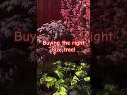 Buying the right size tree #garden #gardening #plants