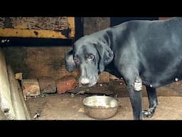 Rescue of Neglected Dog Leads Us To Heartbreaking Discovery