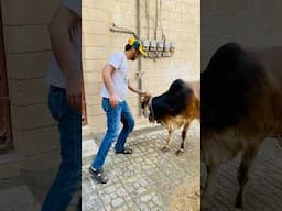 Cow Mandi 2025 | First deal of the season | 2 Dantt Bachra #eid2025 #cowmandi2025 #cowmandi #eid