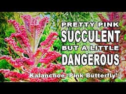 Succulent beauty with a wild side! Kalanchoe 'Pink Butterfly'@ChopstickandSucculents #succulents