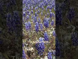 #lupine #spring #flowers