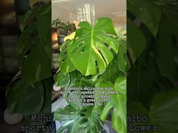 Monstera deliciosa albo sport var from Lowe's!! 🌿🥵 #jaclynnsjungle #houseplants #monstera