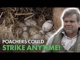 Dealing with Croc Egg POACHERS!