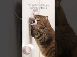 My Cat's Sad Cause He's Too Short!