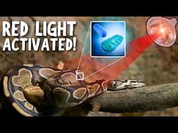Why Snakes NEED Red Light