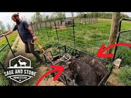 Homestead Life This Week: Goats, Gardens & NEW Animals!