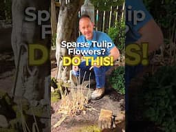 What to Do If Your Tulips Aren't Blooming As Much As Before