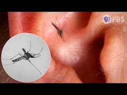 Why Mosquitoes Buzz in Your Ear | Deep Look