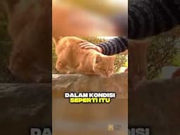 Si Kucing yang Tetap Percaya Manusia 😭😭😭