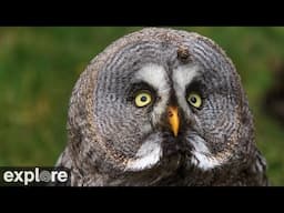 Great Gray Owl Nest powered by EXPLORE.org