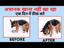 Dog Khana Na Khaye To Kya Kare | कुत्ता खाना नहीं खा रहा है | Puppy Khana Na Khaye To Kya Kare