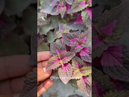 Coleus: One Plant, Endless Colors !#garden #gardeningtips #shortsfeed