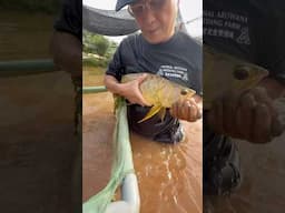 Harvesting baby Asian arowanas #arowana #aquarium #fishfarming