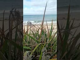 Eagle Bay in Western Australia #australia #oceansounds #ocean #oceanwaves #westernaustralia