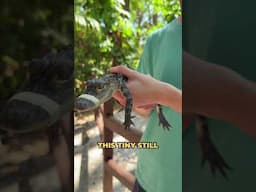 I held an alligator... 😳🐊