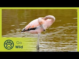 The Survivors | Galapagos: The Edge of the World 1/3 | Go Wild