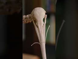 Sharing the love for the kiwi bird! #NHM #Kiwi #NewZealand
