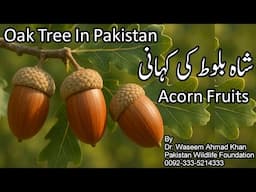 A Story of Oak Tree In Pakistan | Shah Baloot Ki Kahani