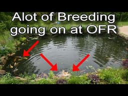 Babies are coming, Babies galore. Love is in the air