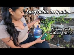 SOLUTION: Tired of hand watering Plnt? No WATER access? Add A Solar Kit! (Passion Fruit Water setup)
