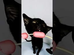 asmr eating sausage 🌭 kitten cat