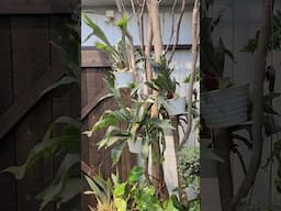 Plant Shopping at Flora Bella Part 2 🌿 #jaclynnsjungle #plantshopping #houseplants