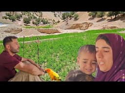 The Lost Parrot Returns: Tension, Teamwork, and a Joyful Ending in Salahaddin’s Family” 🦜🌳❤️