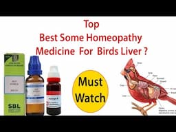 Top Homeopathy For Your Bird's Liver ? | By @santanubirdscare