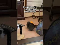 Our Oldest Cat Honey Still Very Playful
