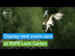 Loch Garten Osprey Zoom Camera | RSPB Loch Garten