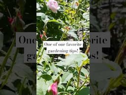 For more tips and a full tour of our English garden, watch our latest video! #garden #gardeningtips