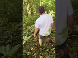 Giant hogweed Watch month 4 #wildfooduk #foraging #foragingcourses #wildfood #gianthogweed #hogweed