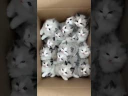 Cats being cats | Funny cats