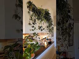 My Houseplants 🪴🪴🪴