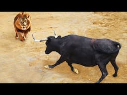 The African Buffaloes Are A Very Difficult Prey ... The Lions Have Messed With The Wrong Opponent