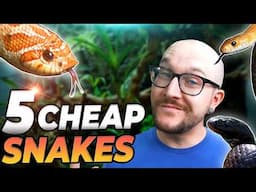 5 Cheap Snakes You Thought Were Expensive