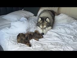 Husky Meets New Cat For The First Time! (Cutest Ever!!)