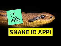 SNAKE IDENTIFICATION MOBILE APP - Snake Name - identify snakes