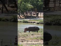 Wildlife safari hippo out of the water