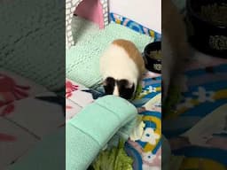 Cute guinea pigs eating veggies! 🐹🥬 #pets #petguineapig #guineapigs