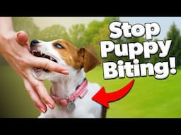 Stop Puppy Biting Today: Proven Trainer Techniques