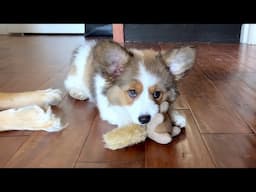 Fluffy corgi puppy arrives at her new forever home