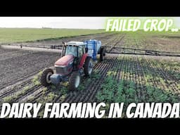 Spraying Out 100 Acres Of Canola For Reseeding