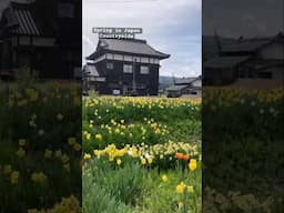 Spring in Japan 🌱🌷🪻🌹