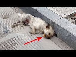 Paralyzed stray dog held a hard piece of bread in mouth refuse to let go,its only food for survival