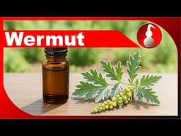 Wermut destillieren - die Absinth-Pflanze Artemisia - ätherisches Öl selber machen - diSTILLed