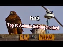 Top 10 animals Getting Shocked Part 2